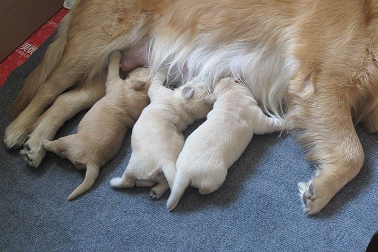 狗狗不满一岁生小狗会怎样（狗狗最佳生育年龄和产后护理及注意事项）