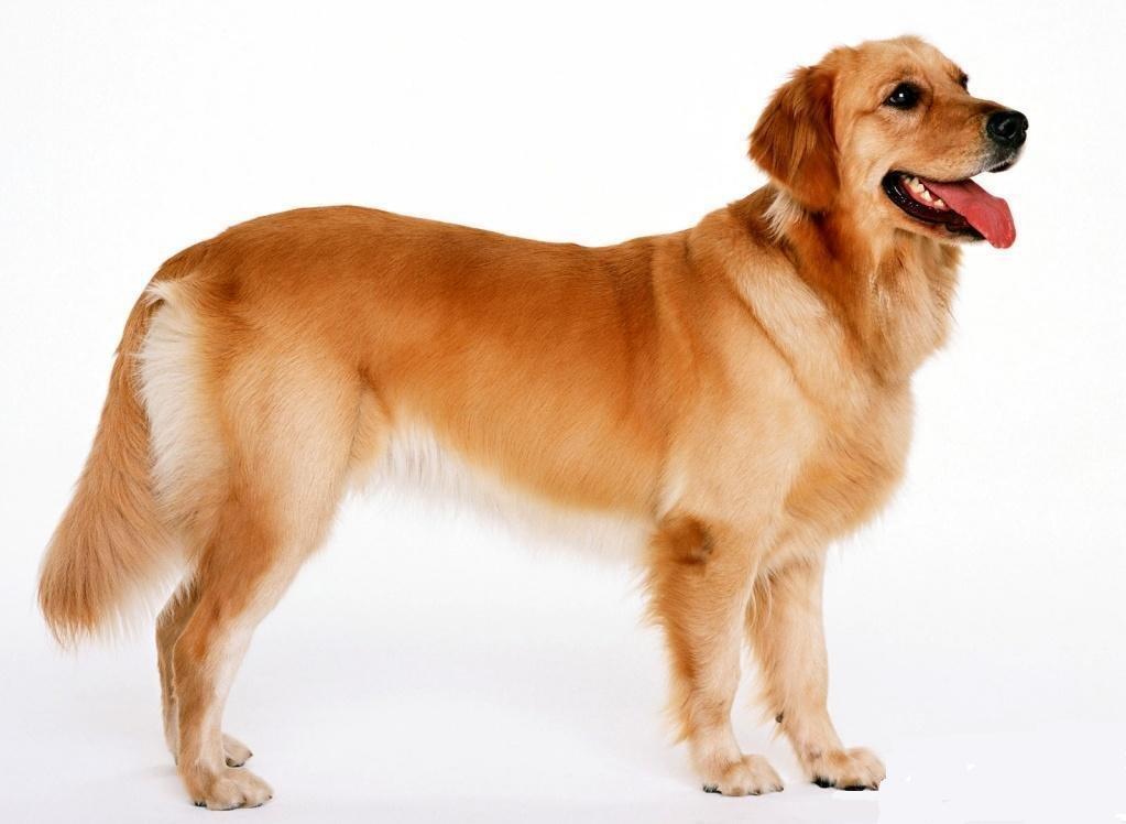 宠物犬排名及图片大全（宠物犬种类大全及名称）