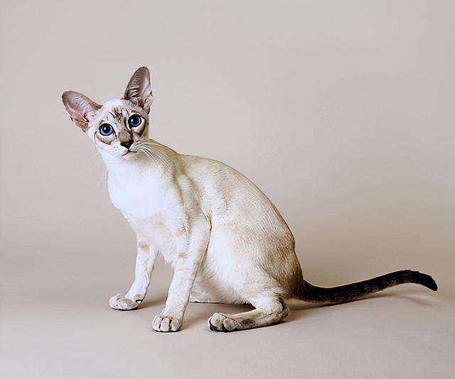 猫咪鉴赏（十四）陪伴在我们身边的小精灵——泰国暹罗猫
