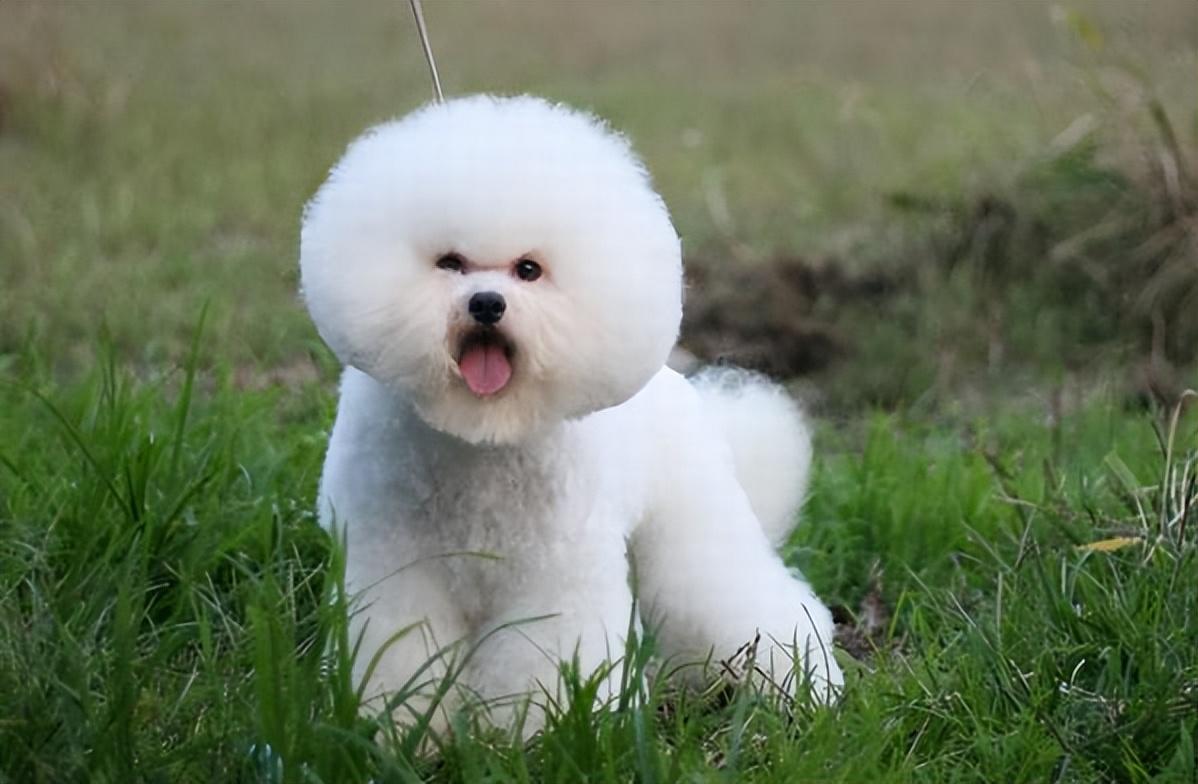 分享比熊最爱吃的10种食物（比熊犬吃什么食物对身体最好）