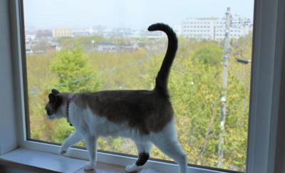 猫躺着甩尾巴什么意思（猫咪尾巴会表达哪些情绪）