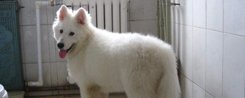 女孩养萨摩的禁忌 第1张