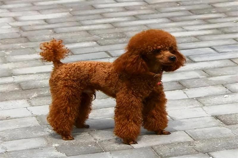 最便宜的狗品种价格一览表（批发买10元1条小狗靠谱吗）