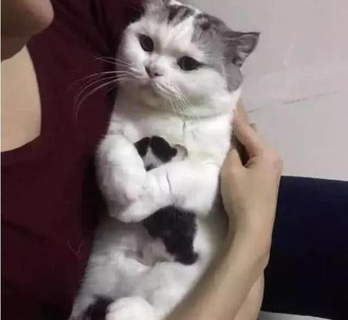 母猫快生当天的症状 怎么让猫咪认产房