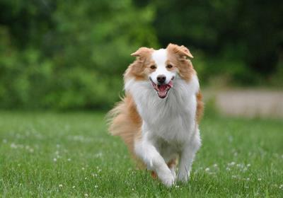 狗狗流鼻涕吃什么药