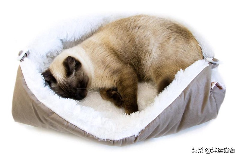 很多猫舍不卖暹罗这是为什么(附:建议不养暹罗猫的原因)