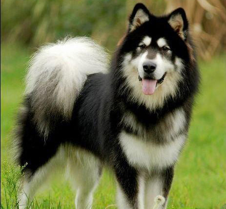 宠物犬排名及图片大全（宠物犬种类大全及名称）