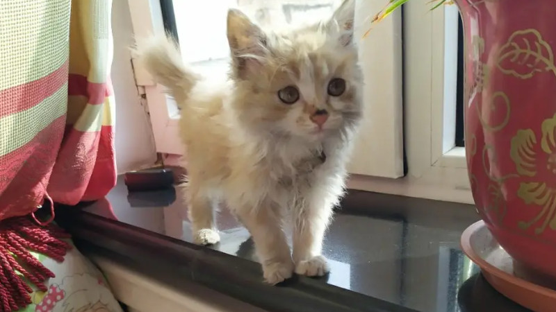 幼猫很脏不能碰水洗澡咋办（附：教你4个清洁幼猫脏的方法)