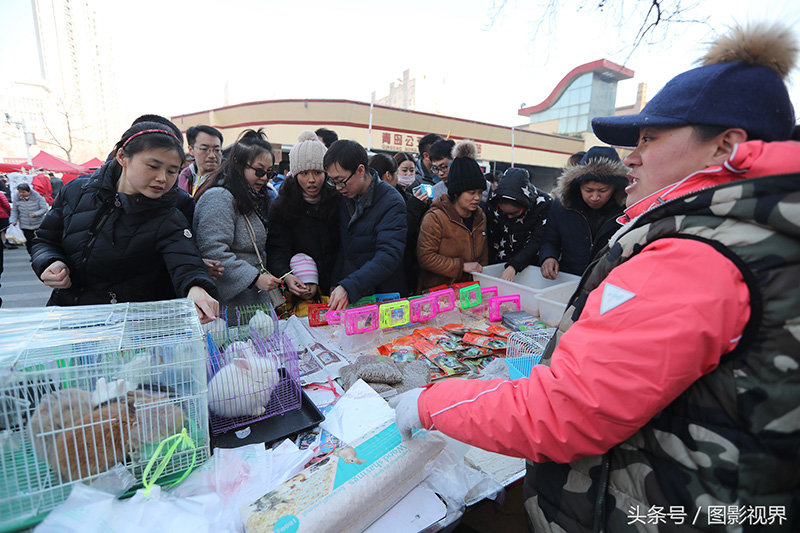 为何不建议仓鼠做宠物（注意：新手养仓鼠必知）
