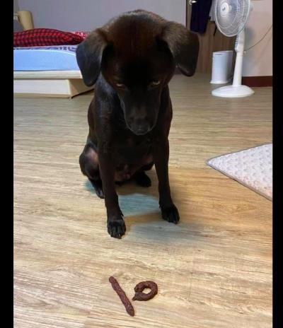 狗狗可以吃紫薯吗（网友做了烤紫薯干给狗吃）