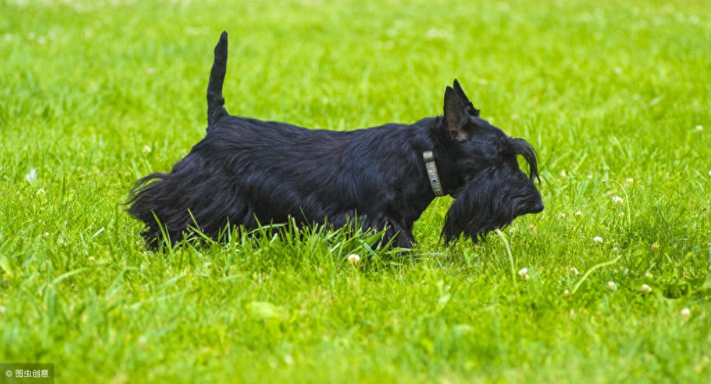 梗类犬图片有吗（附：“梗犬”知识大搜罗）