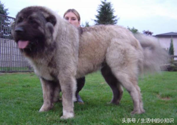 高加索犬图片（高加索犬幼崽多少钱一只）