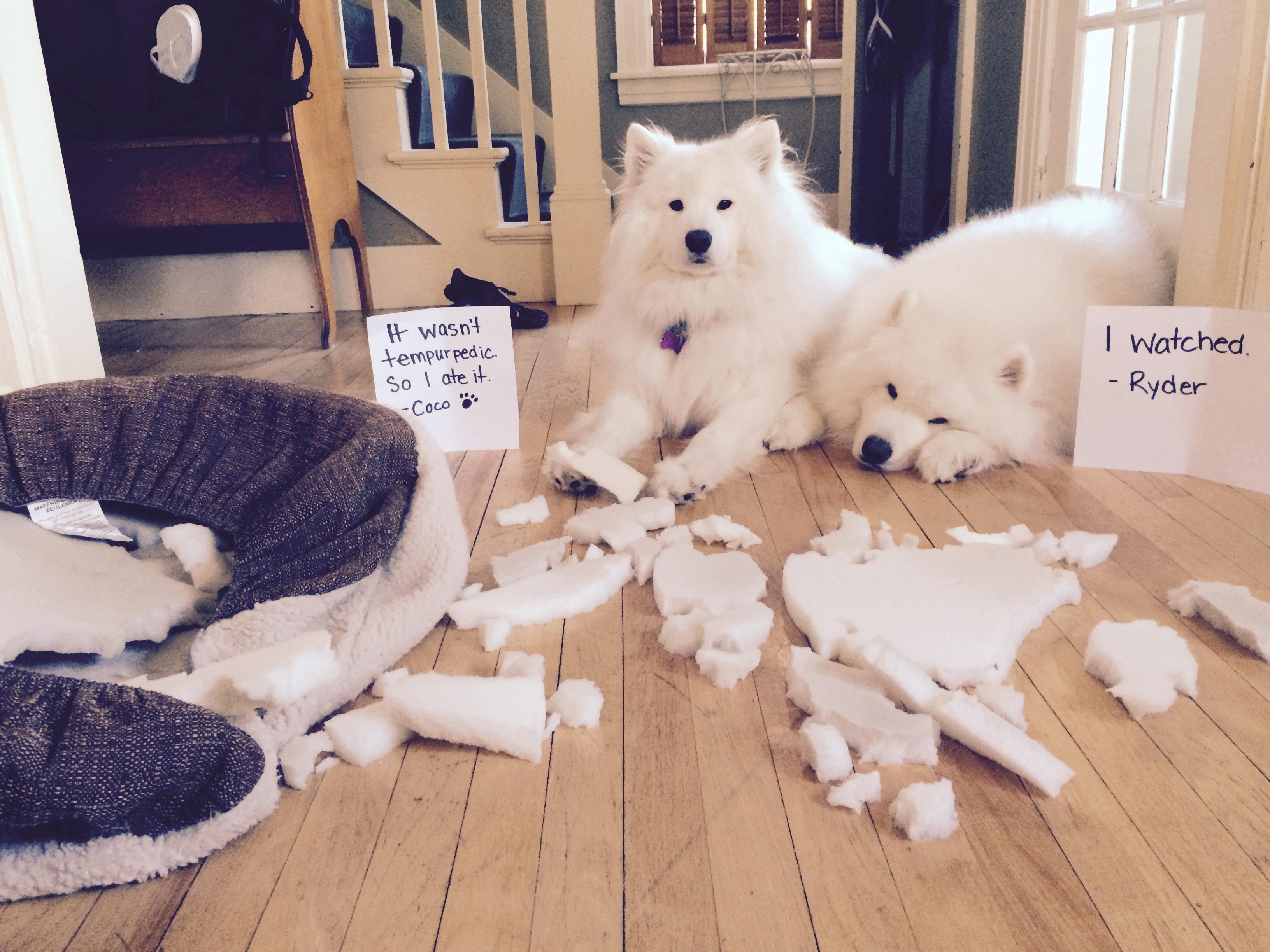 养萨摩耶的好处与坏处（详解;萨摩耶犬的优缺点有哪些）