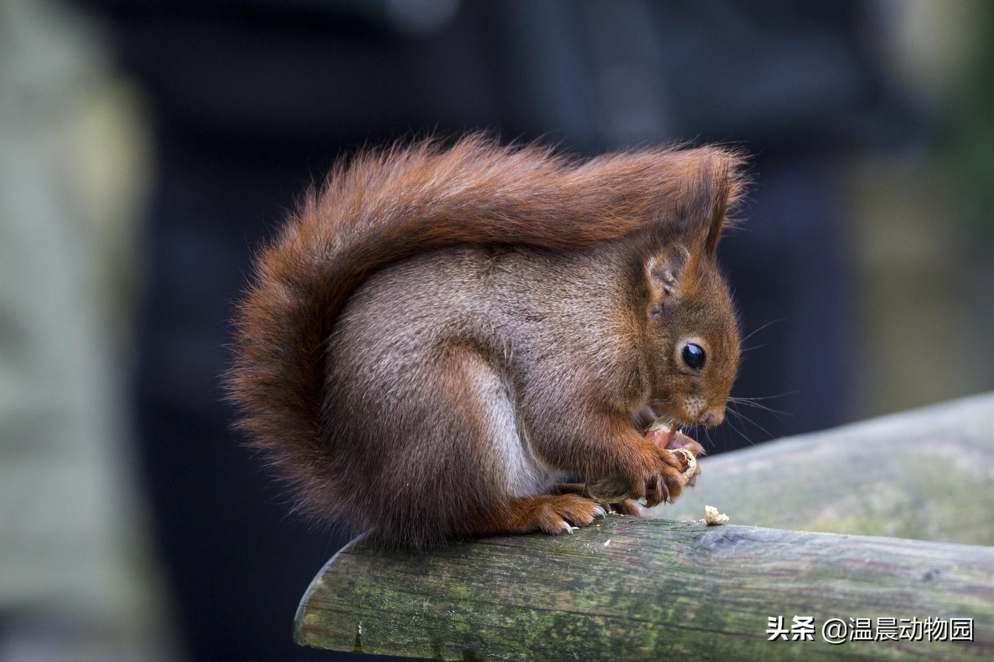 魔王松鼠真的如网传 的一样软萌吗（附：魔王松鼠图）