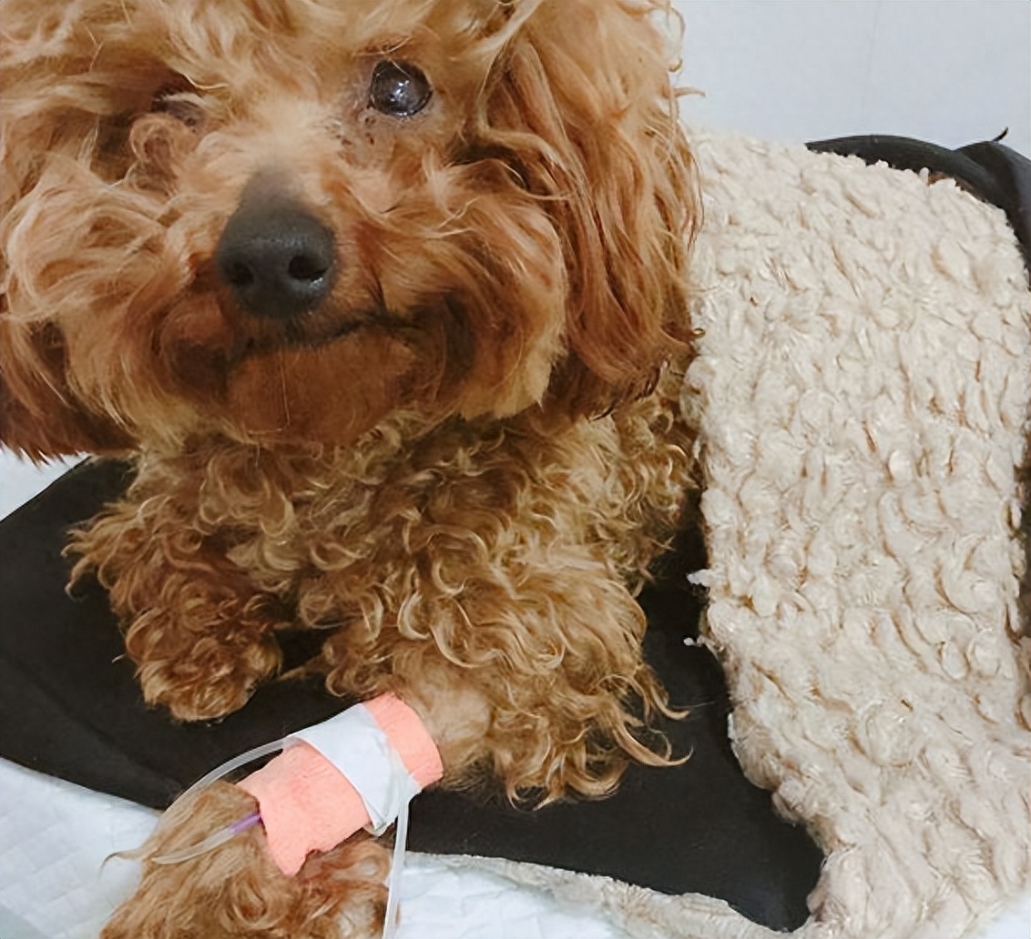 泰迪为什么老是做流氓动作(附:泰迪喜欢“骑跨行为”的原因)