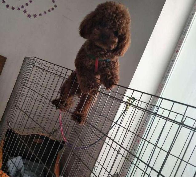 正确的养泰迪狗方法讲解(泰迪犬怎么养才听话)