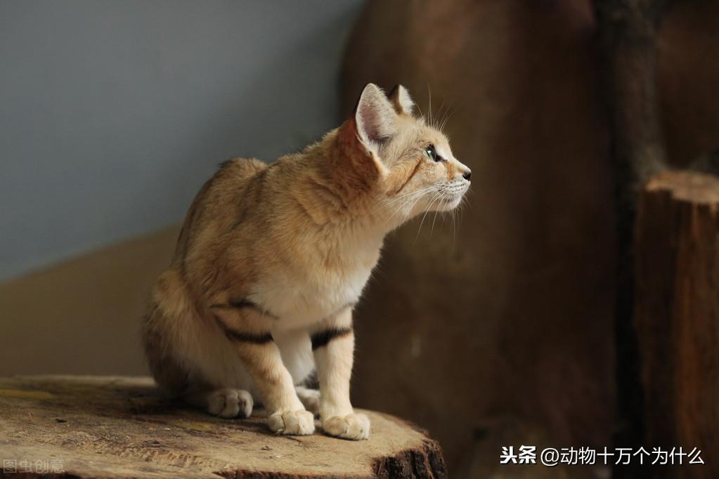 猫咪的生活特征与生活方式