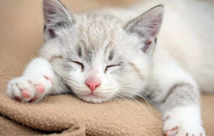 猫腿瘸了靠自己能恢复吗