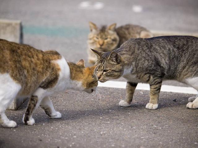 非纯种猫有哪几个特点（详解：非纯种猫的3个优点）