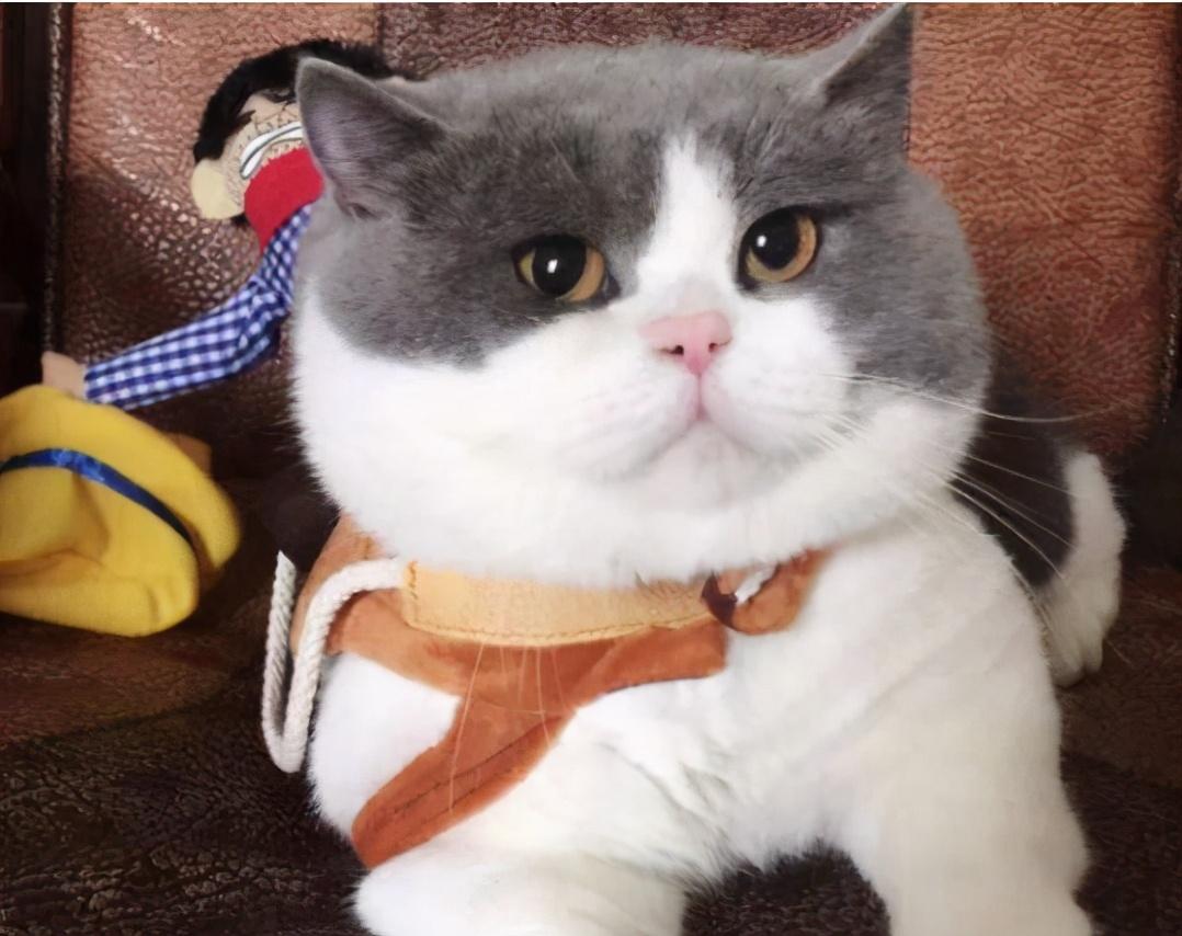 建议新手养的7种猫（最适合家养的猫有哪些）