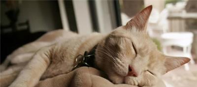 成年猫粮幼猫可以吃吗（猫咪多大算成年呢）