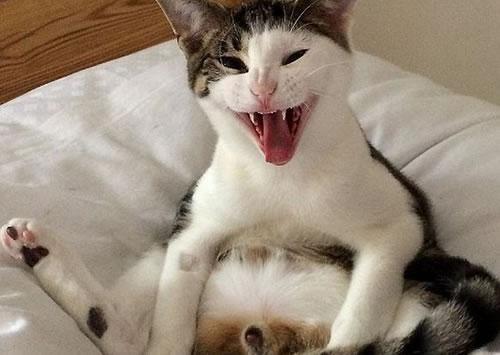 猫知道自己被绝育了吗 公猫绝育的利与弊