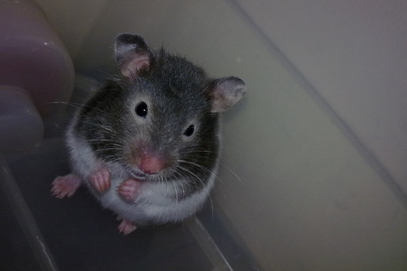 竟然和国宝同名!熊猫仓鼠你了解吗? 竟然和国宝同名!熊猫仓鼠你了解吗?