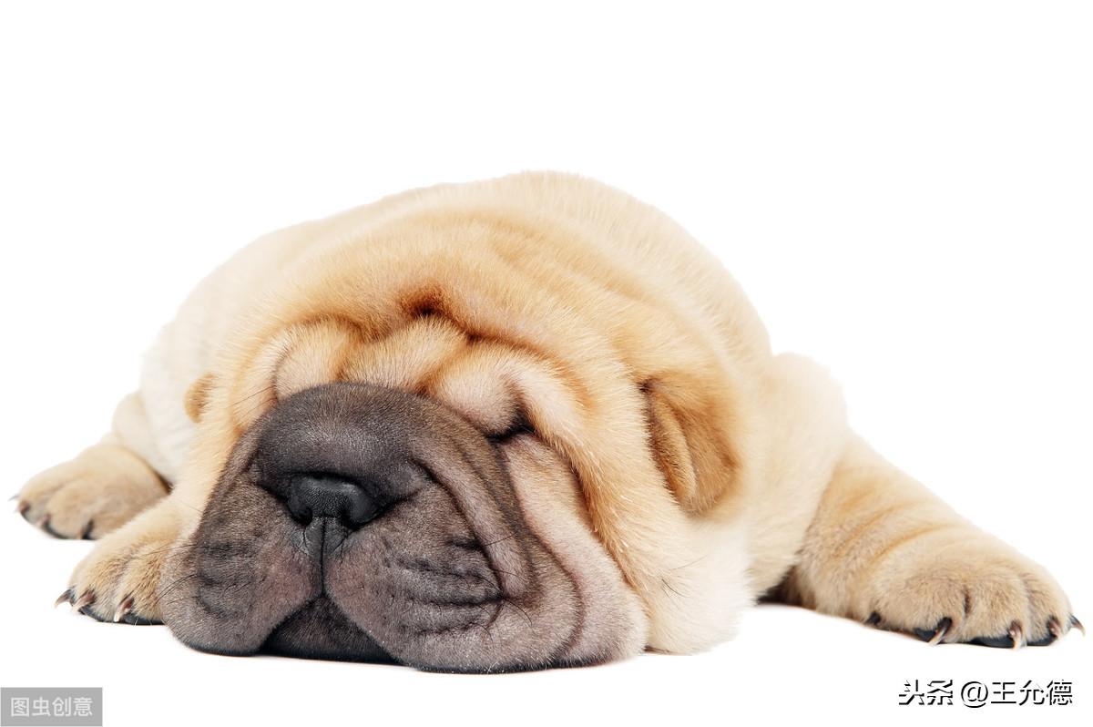 沙皮狗长啥样（附：中华神犬-中国沙皮犬）