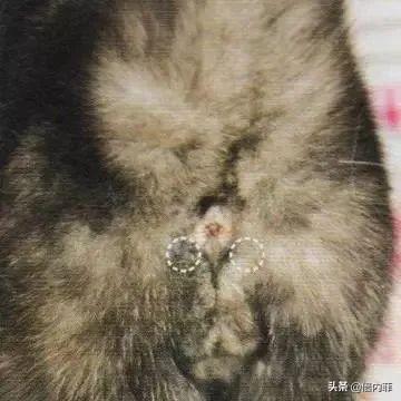 猫咪肛门腺怎么挤(猫咪肛门腺怎么挤出来)