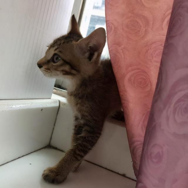 家里来猫预示什么风水(家里来猫预示什么意思)