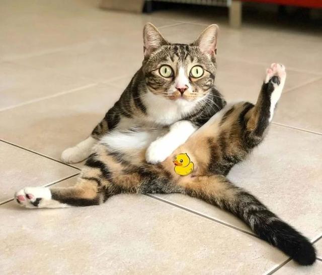 公猫乱尿该怎么办