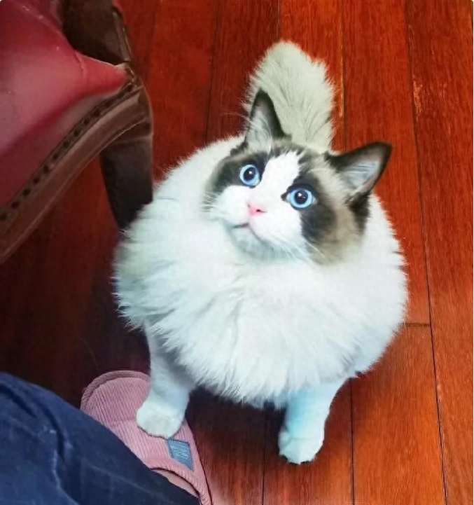 布偶猫（详解：“布偶猫”逐渐退出宠物圈的原因）