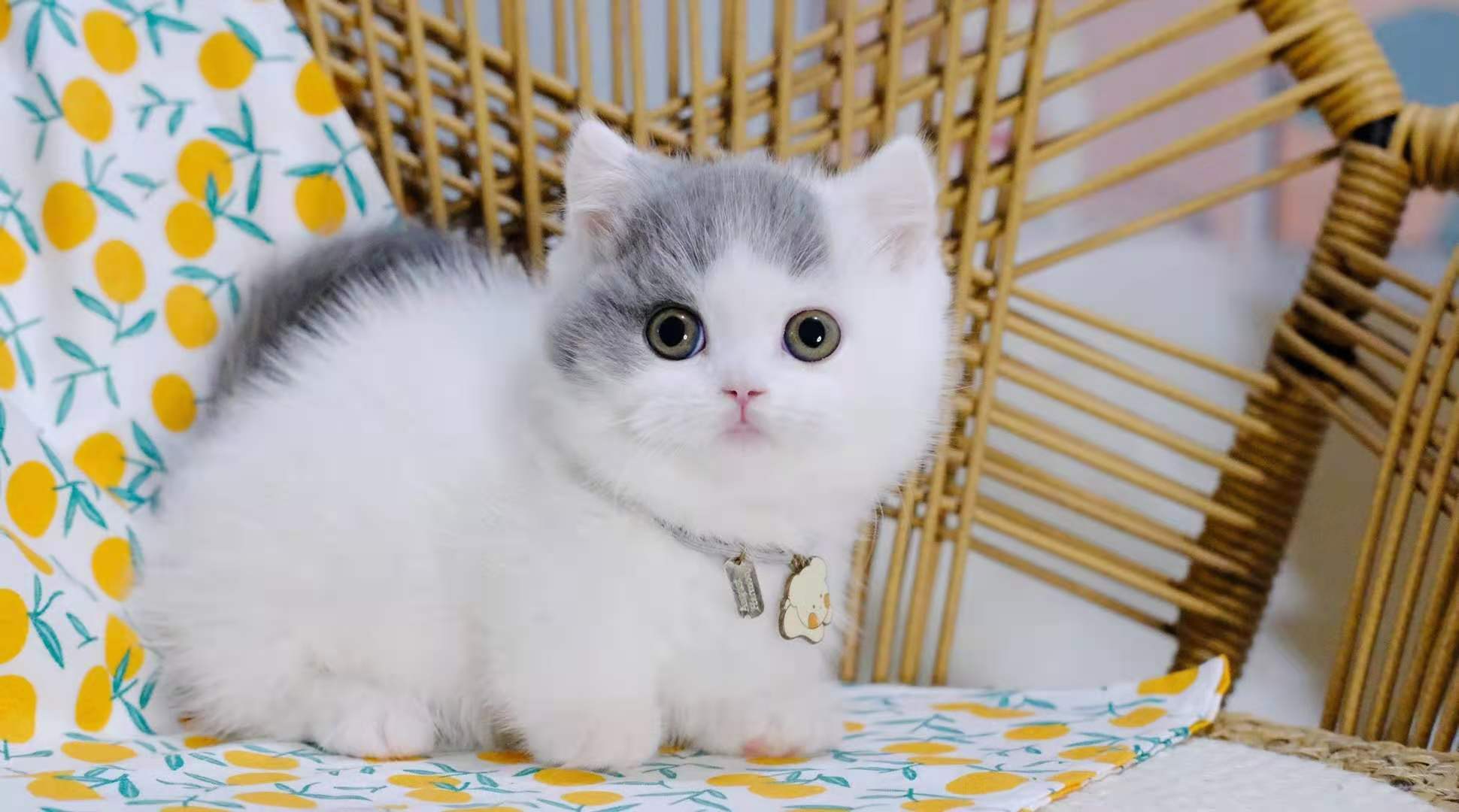 漂亮的曼基康猫好养吗