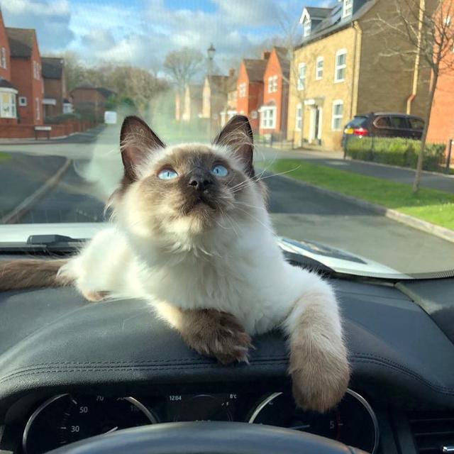 猫会晕车吗(猫会晕车是怎样的表现)