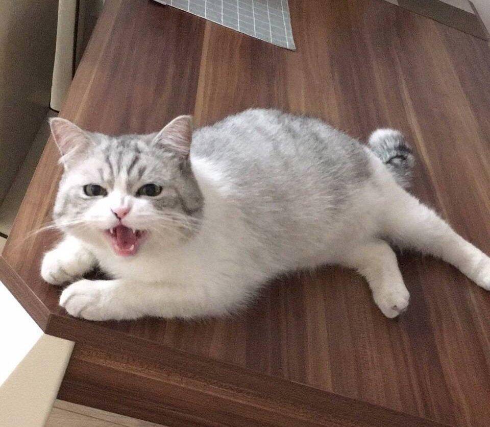 猫老在面前嗷呜叫是为啥呢（详解：资深猫奴与猫有效沟通技巧）