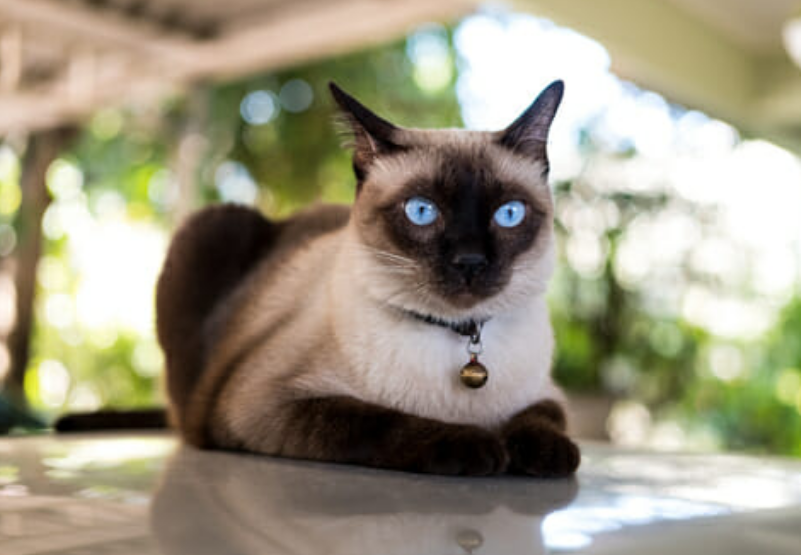 教你挑选纯种暹罗猫的方法（暹罗猫怎么看品相）