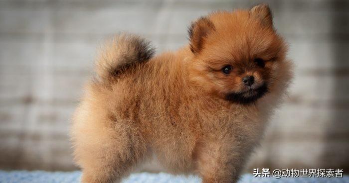 母狗萌萌（最萌小狗图片大全）