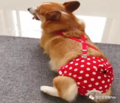 狗狗阴道肿了(狗狗の大姨妈)