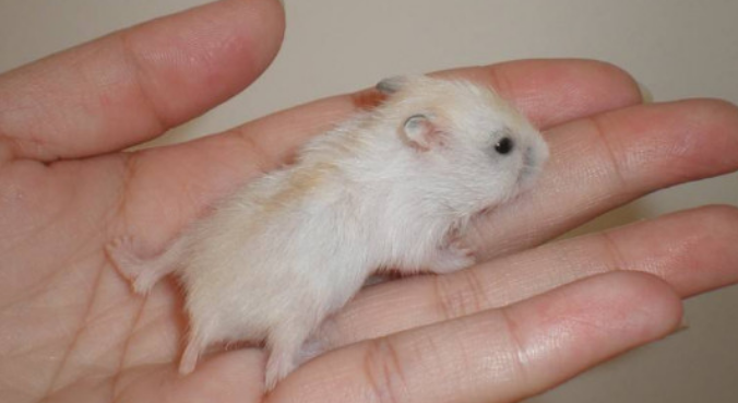 仓鼠受到惊吓会出现什么症状