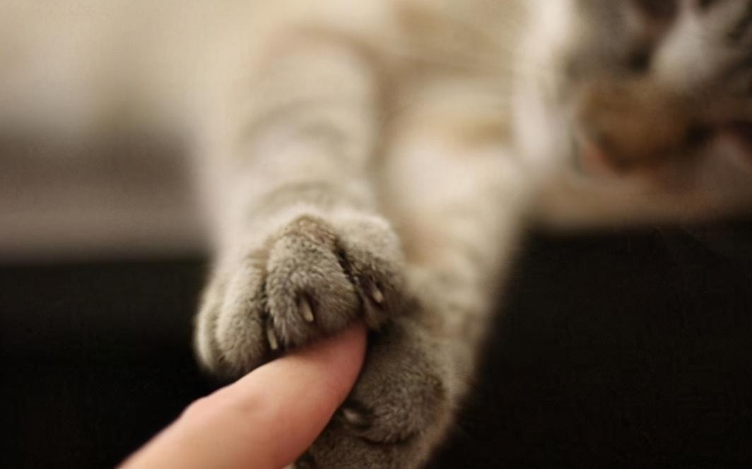 建议新手养的7种猫（最适合家养的猫有哪些）