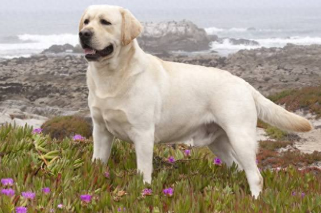 为什么都不建议养拉布拉多