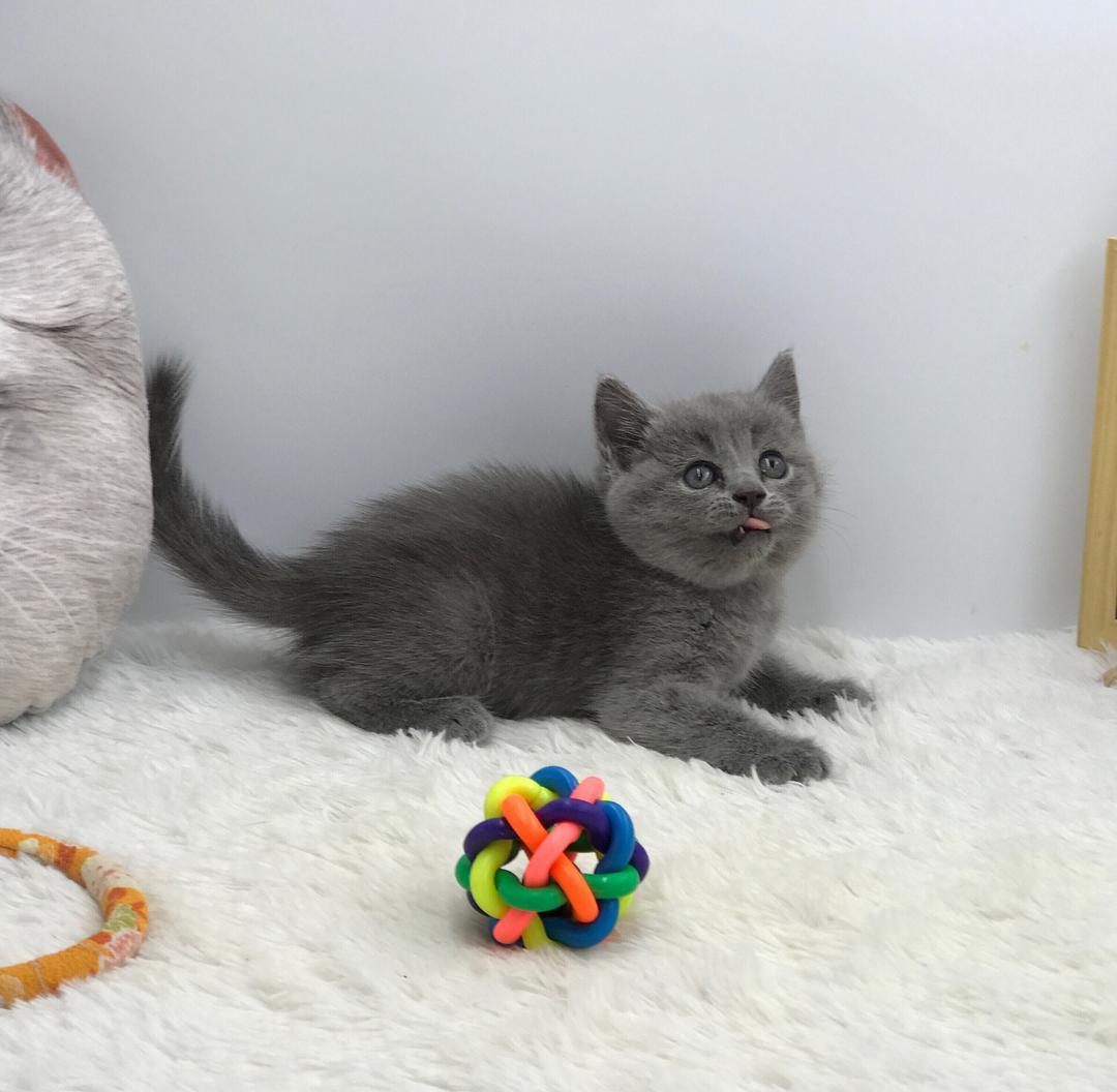 英短猫怎么养比较好（详解：养英短猫的注意事项）