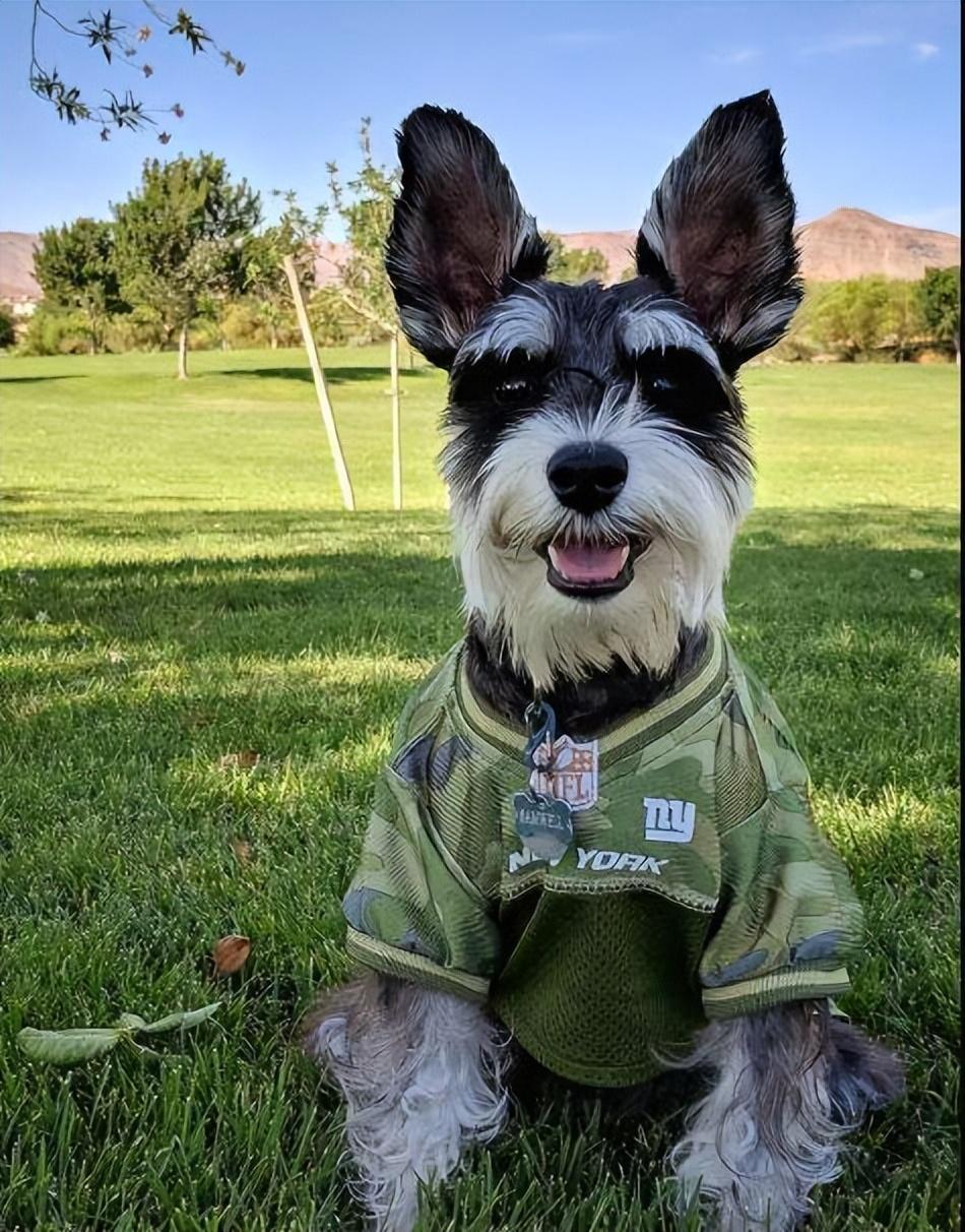 盘点六大适合新手养的狗狗(新手养什么狗最省心)