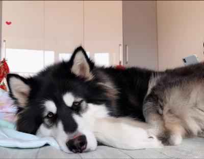 狗在危险的时候真的会保护主人吗（主人蹲下对狗狗的意义）