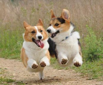 养柯基犬需要注意的事项（柯基犬怎么喂养）