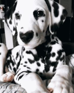 适合家养的短毛小型犬有哪些（常见小型犬品种大全）