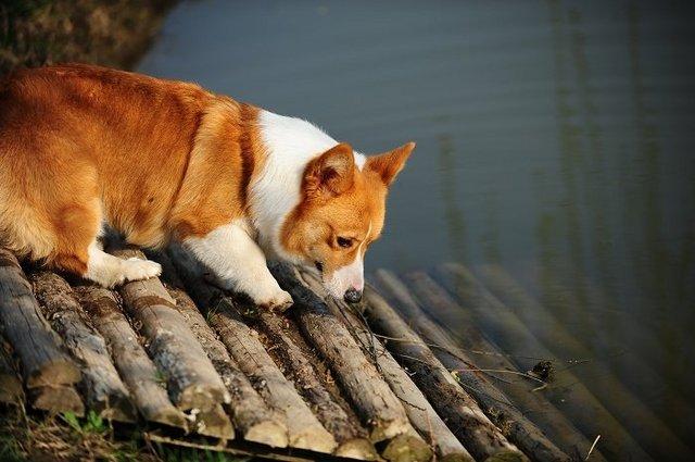 养柯基犬需要注意的事项（柯基犬怎么喂养）