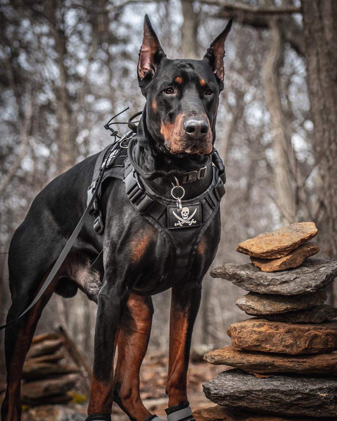 分享养杜宾犬的六大好处（杜宾犬好养吗）