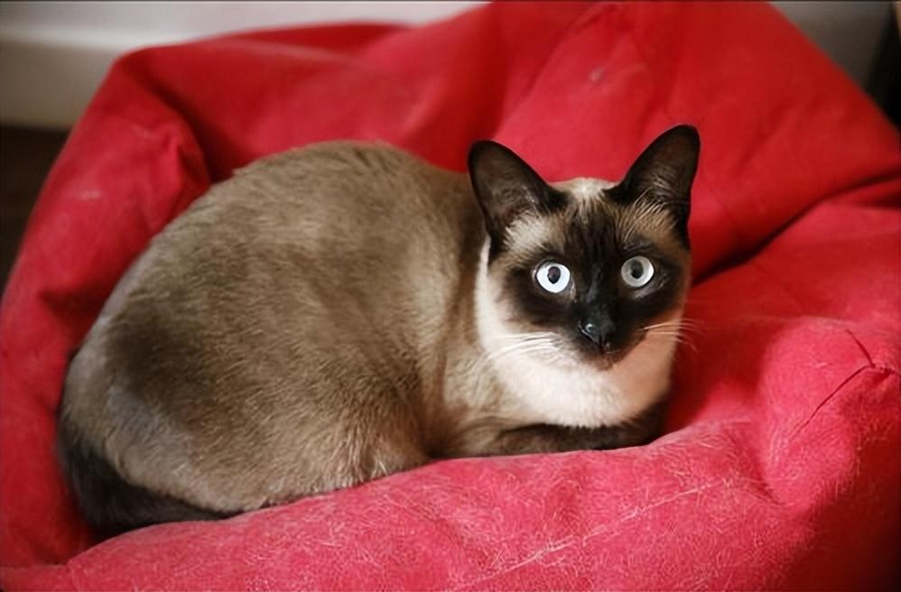 教你挑选纯种暹罗猫的方法（暹罗猫怎么看品相）