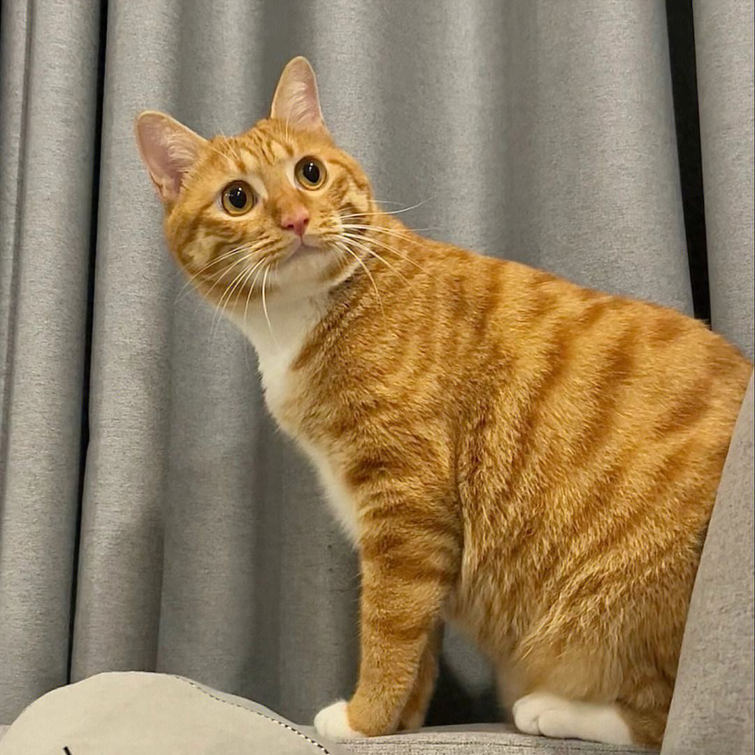 为何“中华田园猫”会被歧视（附：把土猫当宠物养的人都是傻子）